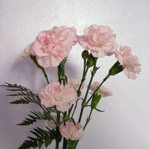 Meet your Posher, Lina - Picture 1 of 1